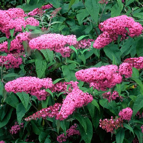 Buddleja Pink Delight Butterfly Bush Gardenersdream