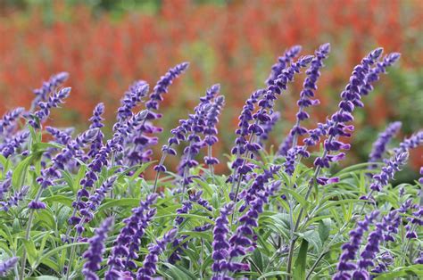 Salvia Leucantha Mexican Bush Sage Care And Growing Guide