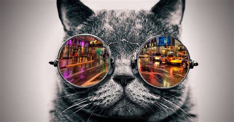 Kucing Lucu 3 Warna
