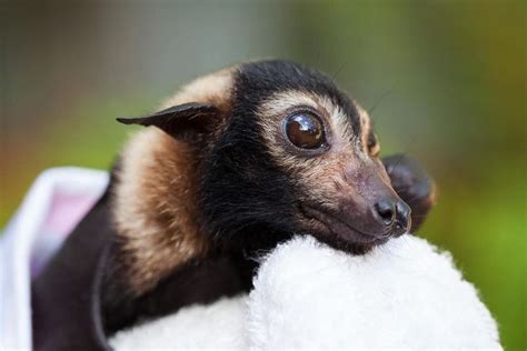 Spectacled Flying Fox Orphans Receive Special Care Baby Bats Cute