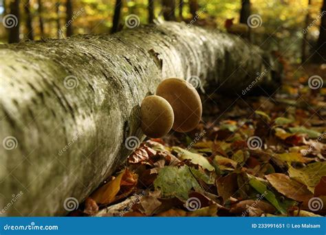 Mushrooms Grow On A Fallen Tree In The Forest Stock Image Image Of