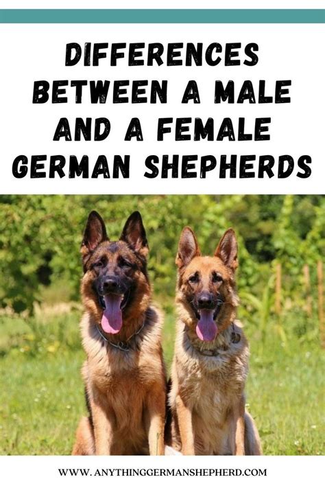 Should You Buy A Male Or Female German Shepherd German Shepherd