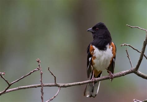 Eastern Towhee Ornithology Avian Conservation Eastern Feathers