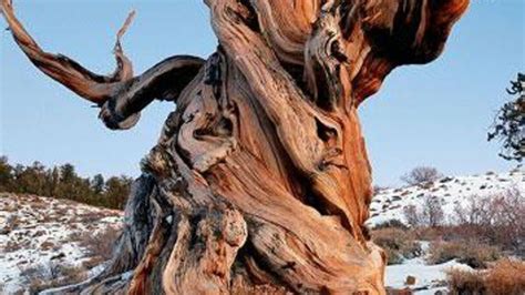 L Arbre Le Plus Vieux Du Monde Le Pin De Bristlecone Mathusalem Est Le Plus Vieil Tre Vivant