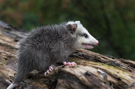 Virginia Opossum Adult Didelphis Virginiana Hisses While Joeys Climb On