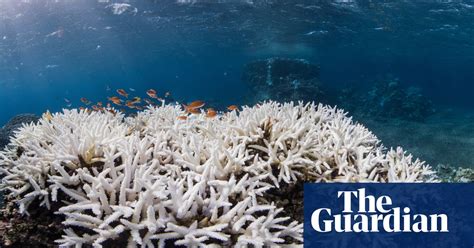 Coral Bleaching In Okinawa In Pictures Environment The Guardian