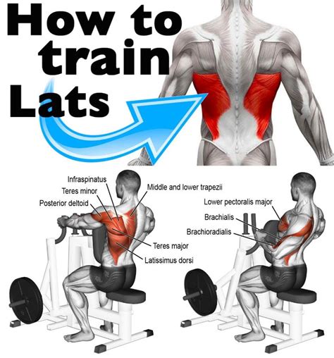How To Train Lats Dumbbell Back Workout Workout Plan Gym Big Back