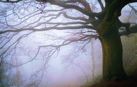 Wallpaper Autumn Forest Fog England November Malvern Hills Images