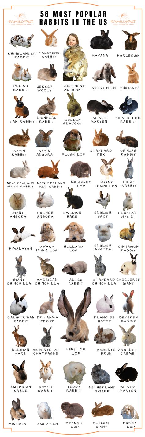 Getting A Pet Bunny The Complete Guide