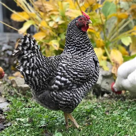 top 9 black and white chicken breeds with pictures laacib