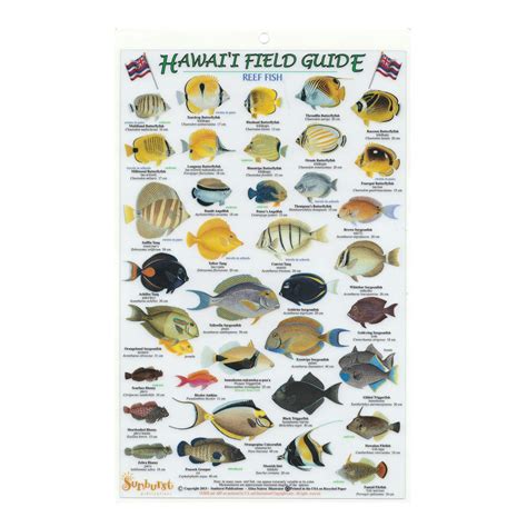 Hawaiʻi Field Guide Reef Fish Hawaii Pacific Parks Association