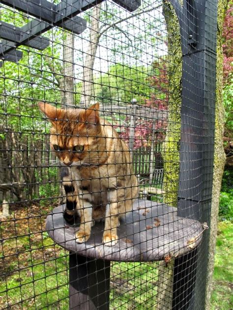Cats perceive color differently than humans, but the structure of their eyes enhances their role as a predator. We Built A Beautiful Garden Catio For Our Formerly-Blind ...