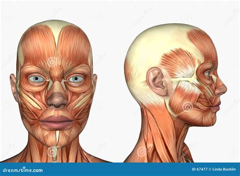 Anatomy Of Face Muscles