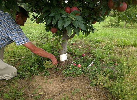 How To Take Care Of Fruit Trees In Spring Fruit Trees