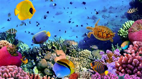 618 High Definition Corals Image Beautiful Coral Reef Wallpapers Coral Reef Deskto Mocah