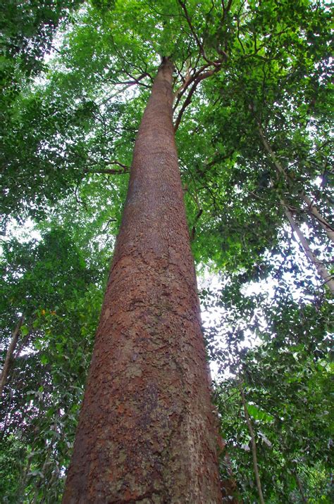Maybe you would like to learn more about one of these? Trees and Plants: Chewing Gum Tree