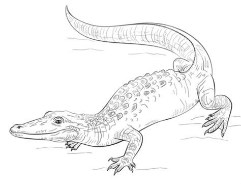Free Printable Snakes Coloring Pages, Snakes Coloring Pictures for