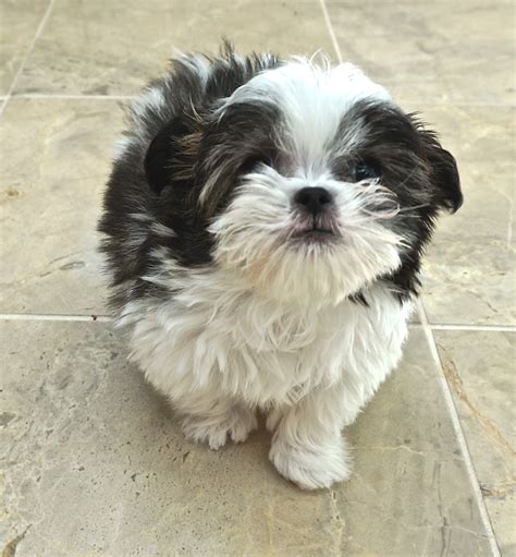 We breed with a purpose. Miki.com | Mi-Ki Puppies for Sale | Rare Gem Mi-Kis