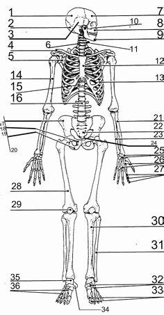 Click on the tags below to find other quizzes on the same subject. Long Bone Labeling Worksheet Answers - unlabed skull ...