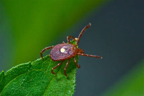 Lyme Disease New Research Points To Lone Star Ticks As Main Culprit