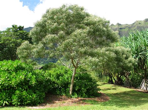 Koa Tree Acacia Koa Tree Endangeredhawaiianspecies