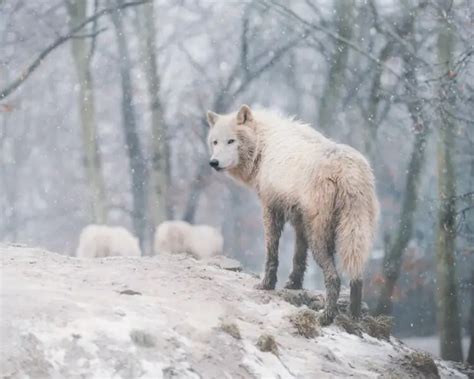 Arctic Wolf Facts Diet Habitat And Pictures On Animaliabio