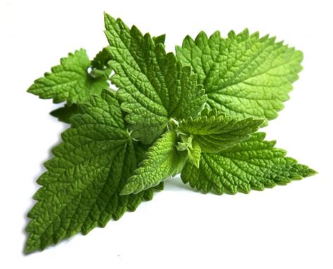 What Are The Best Tips For Growing Mint With Pictures