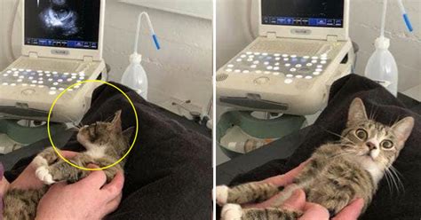 Cat Gives Surprising Reaction When Goes For An Ultrasound And Finds She Is Pregnant Small Joys