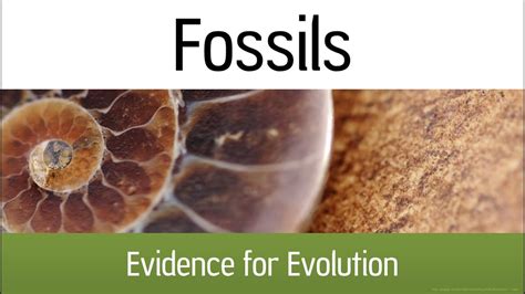 Fossils Evidence For Evolution Youtube