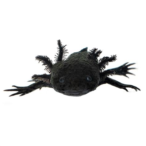 Melanistic Axolotl For Sale Petco