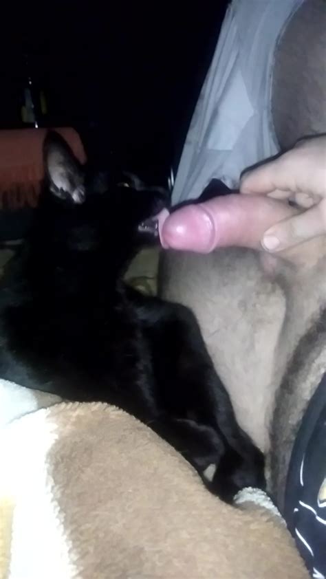 Kitty Lick My Cock
