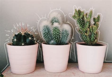 Cute Potted Plants Home Decor Ideas Cactus Plant Aesthetic Plants