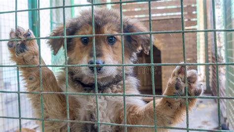 Homeless Puppy In Cages Beautiful Sad Small Dog Sadly Looking Through