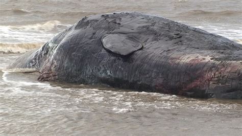 Bbc News Dead Sperm Whale Attracts Crowds At Hunstanton