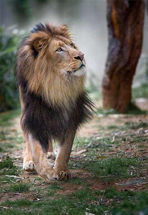 191 Best Lions Beautiful Lions Images On Pinterest Big