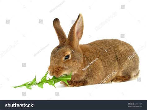 Let's take a closer look at. Rabbit Eats Dandelion Leaf Stock Photo 64064167 - Shutterstock