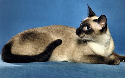 Siamese Cat Wallpapers For Desktop Wallpapersafari