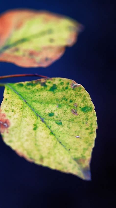 Wallpaper Green Leaves Close Up Spott Hazy 2560x1600 Hd Picture Image
