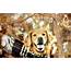 46  I Love Dogs Wallpaper On WallpaperSafari