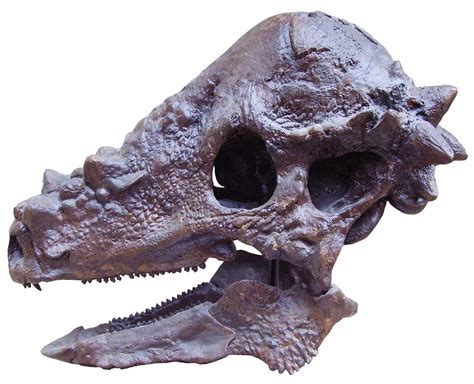 Pachycephalosaurs The Bone Headed Dinosaurs