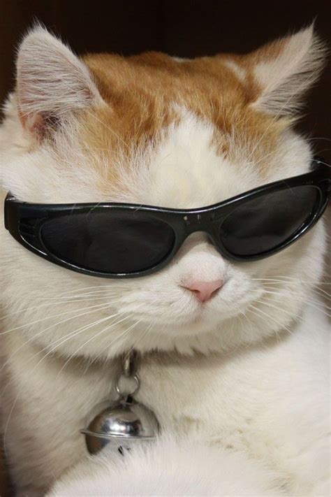 Cool Cat Imagenes De Gatos Graciosos Gato Con Gafas