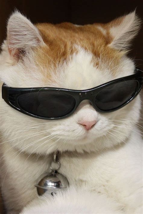 Cool Cat................ | Cat aesthetic, Cat sunglasses, Animal sunglasses