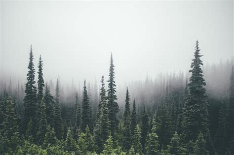 Forest aesthetic aesthetic forest hd wallpapers wallpaper cave free photo forest moss autumn forest aesthetic nature tree Aesthetic Forest Wallpaper Desktop