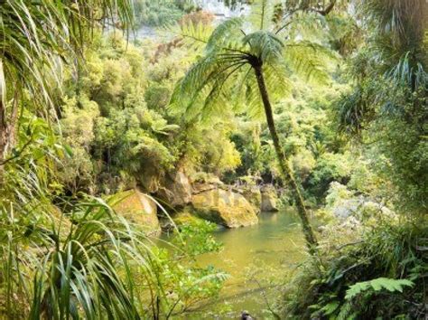 New Zealand Vegetation Tropical Rainforest South Island Lush Green