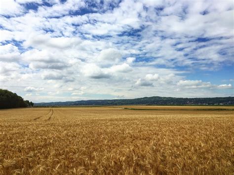 1000 Engaging Wheat Field Photos · Pexels · Free Stock Photos