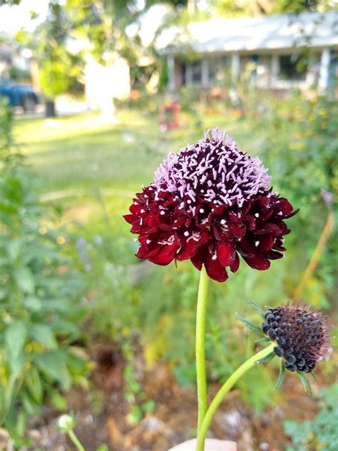Seeds Scabiosa Black Knight Scabious Pincushion Flower Etsy