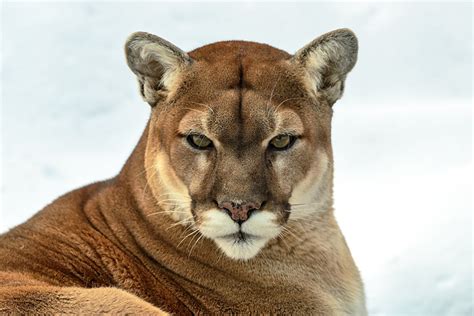 Pictures Pumas Big Cats Staring Animals