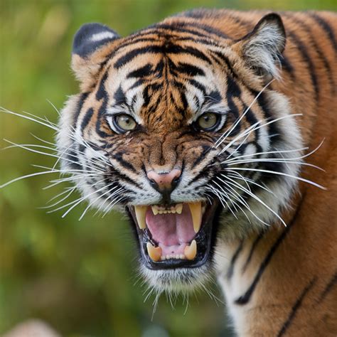 Angry Tiger Burgers Zoo Theo Kruse Flickr