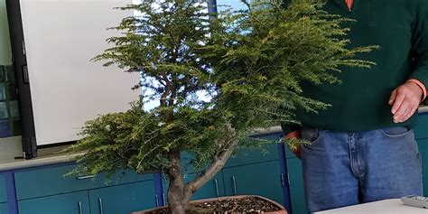 Verliest geen naalden in de herfst. Eastern Hemlock - Cleveland Bonsai Club