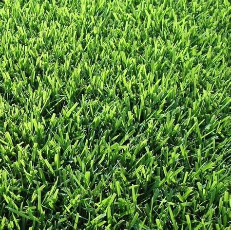 Check spelling or type a new query. Fort Worth Grass & Stone - Zoysiagrass